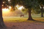 sunset-horses-near-lafayette-la-1-desktop-resolution
