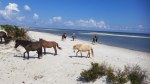 cedar-island-ranch-horses