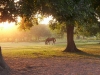 sunset-horses-near-lafayette-la-1-desktop-resolution